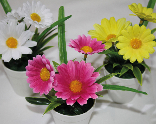 Marguerites avec 3 capitules dans un pot blanc chic, 13cm