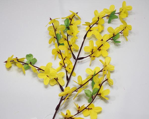 Forsythie mit 7 Verzweigungen 50cm