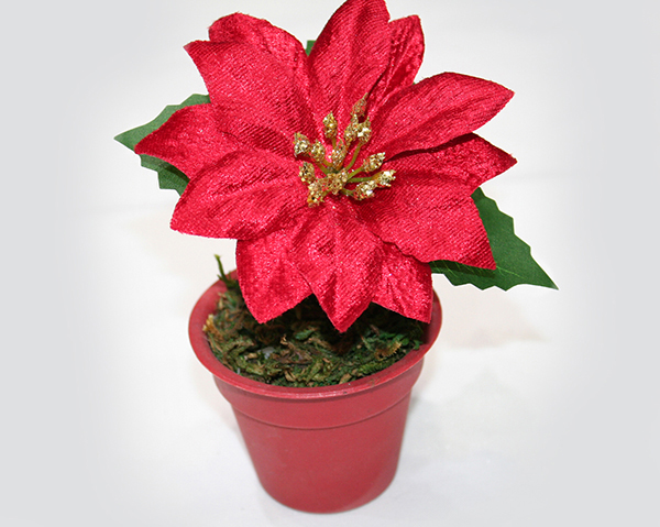 Poinsettia with large velvet blossom, 13x11cm in a flower