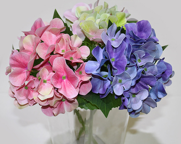 Very beautiful hydrangea branch with lots of flowers,