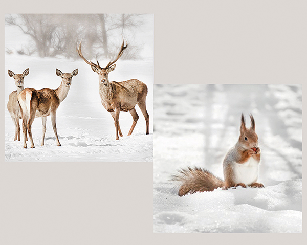 Napkins 'Forest animals' 20er, 3-ply 33x33cm